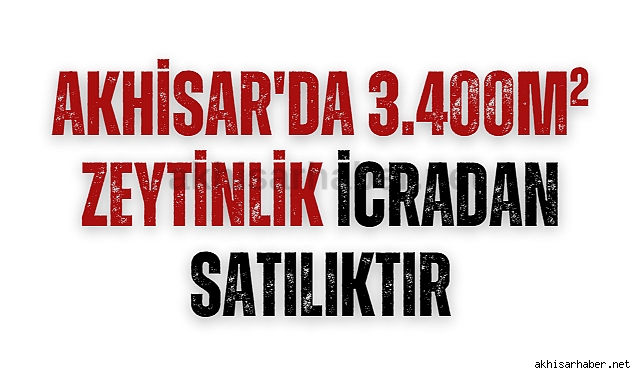 Akhisar'da 3.400m² zeytinlik icradan satılıktır