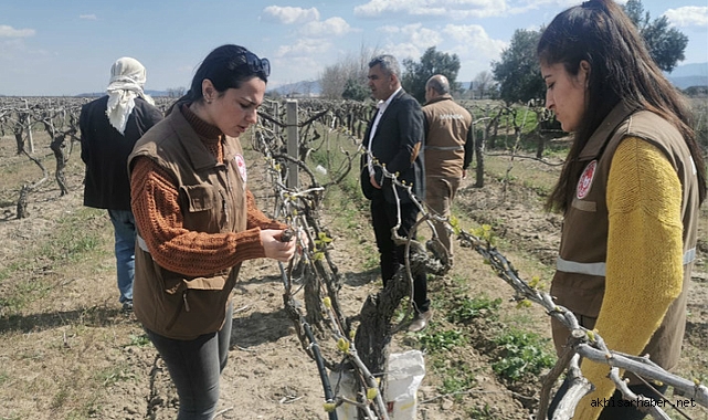 Akhisar'da bağları ve bademleri don vurdu