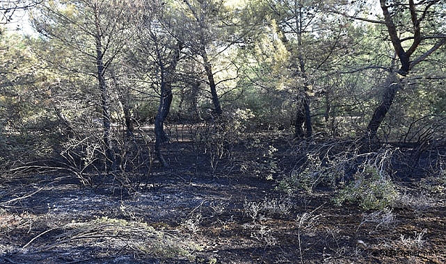 Seğirdim'deki orman yangınını çıkaran 3 kişi yakalandı