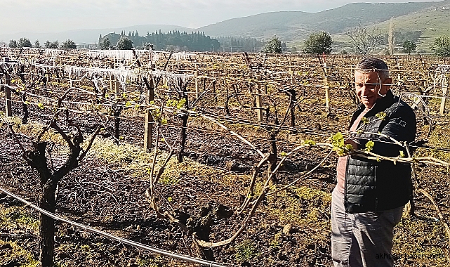 Üzüm bağlarına don vurdu, çiftçi kara kara düşünüyor