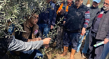 Zeytin Ağacı Budama Kursları yoğun ilgi görüyor
