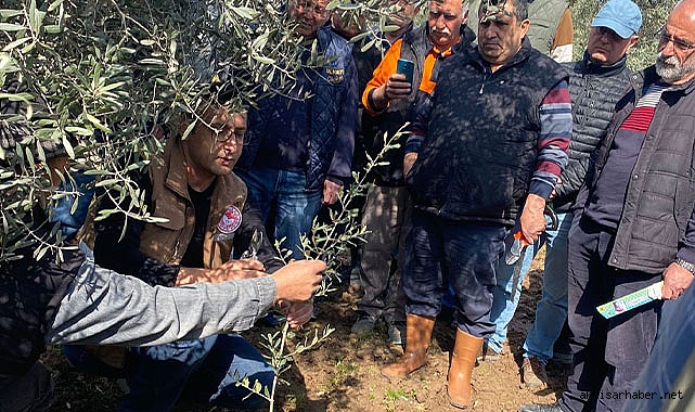 Zeytin Ağacı Budama Kursları yoğun ilgi görüyor