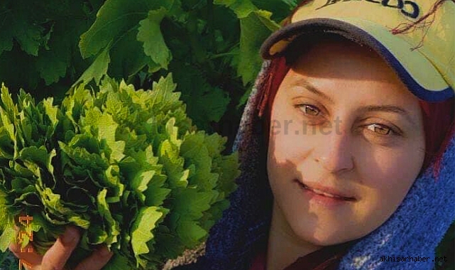 Taze Asma Yaprağı Alımları Başladı