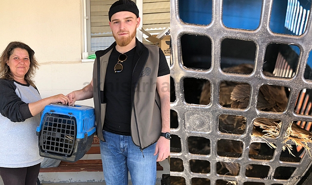 Yaralı bulunan şahin tedaviye alındı