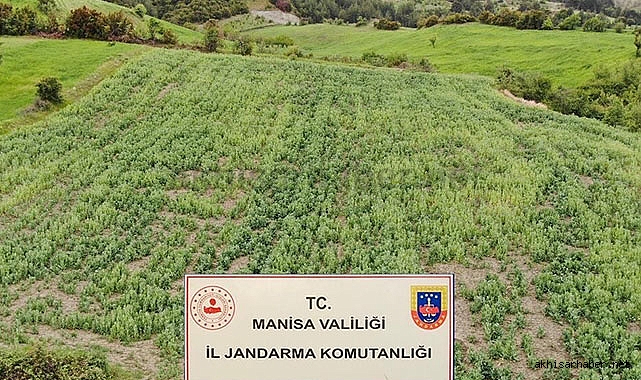 16 bin 500 metrekare alana haşhaş dikmişler