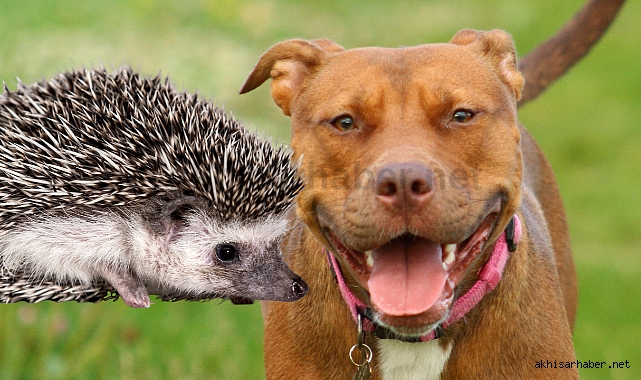 Akhisar-Salihli arasında oldu! Pitbull ile oklu kirpi avladılar!