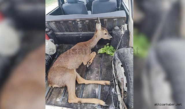 Yaralı karacayı jandarma kurtardı