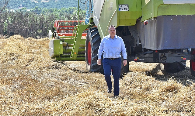 Akhisar'da 10 bin yıllık ata tohumu karakılçık buğdayı hasadı yapıldı