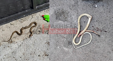 Akhisar’da bu mahalleyi yılanlar bastı