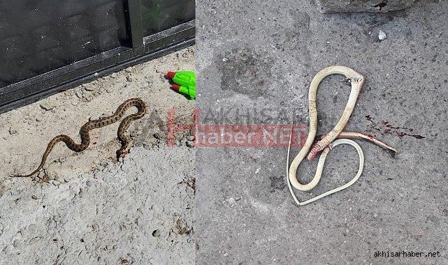 Akhisar’da bu mahalleyi yılanlar bastı