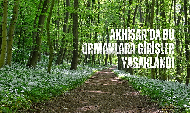 Akhisar’da bu ormanlara girişler yasaklandı