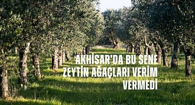 Akhisar'da bu sene zeytin ağaçları verim vermedi