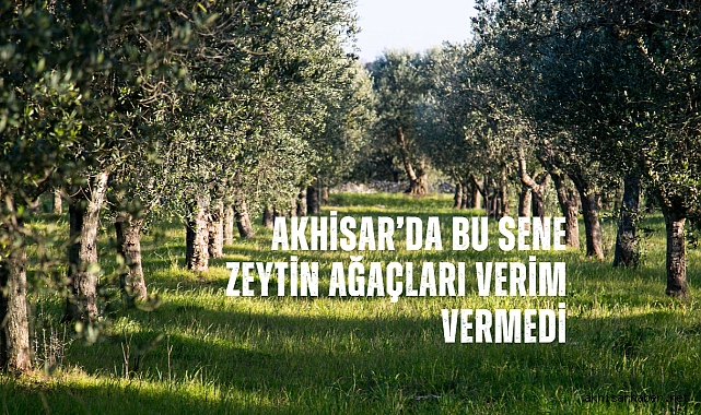 Akhisar'da bu sene zeytin ağaçları verim vermedi