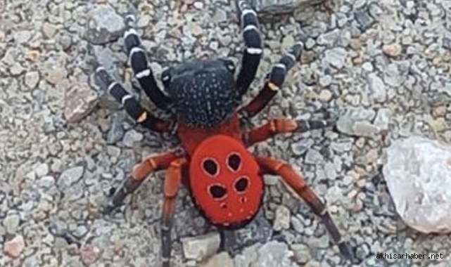 Dikkatli olun! İki gün arayla bu kez Manisa'da görüldü!