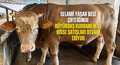 Selami Yaşar Besi Çiftliğinde büyükbaş kurbanlık ve hisse satışları devam ediyor