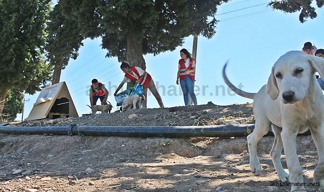 Akhisar Belediyesi sıcak havalarda sokak hayvanlarına sahip çıkıyor