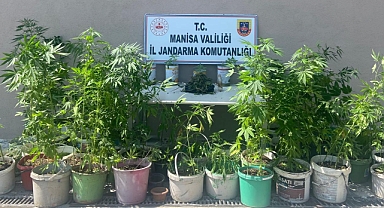 Akhisar Jandarma ekiplerinden kenevir operasyonu