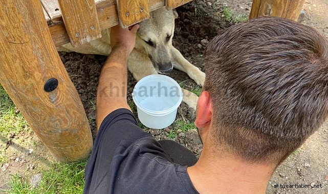 Akigolar'dan sokak hayvanlarına yardım eli