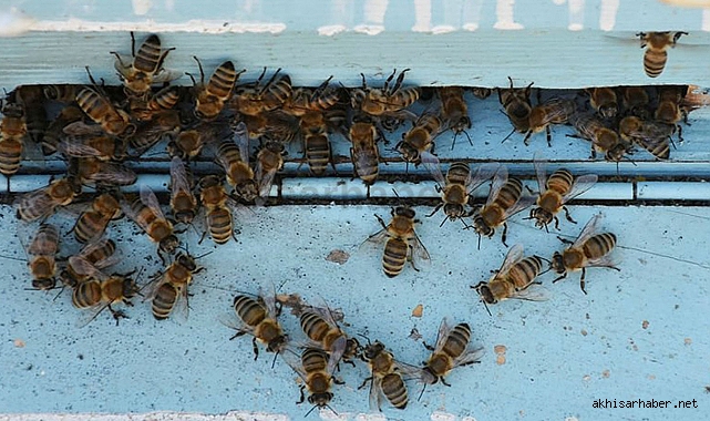 Arıların saldırısına uğrayan bal üreticisi hayatını kaybetti