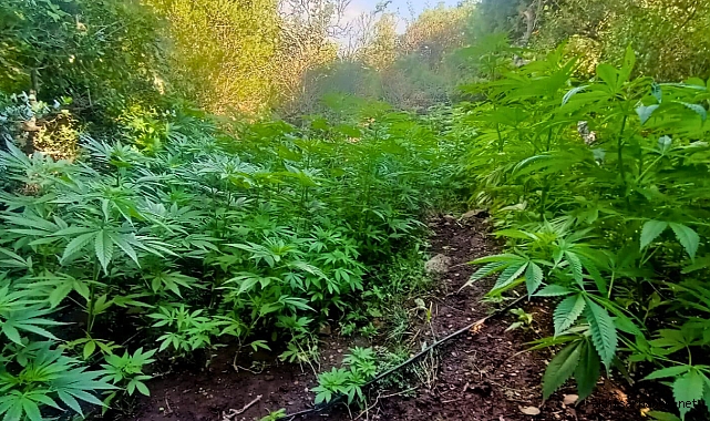 Kırkağaç ilçesinde kenevir ve esrar operasyonu