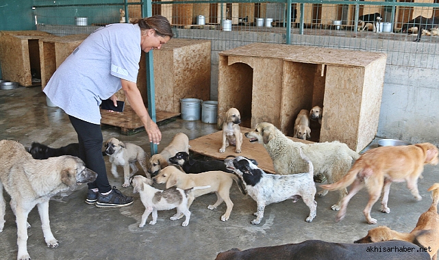 Sahipsiz sokak hayvanlarının tedavileri devam ediyor