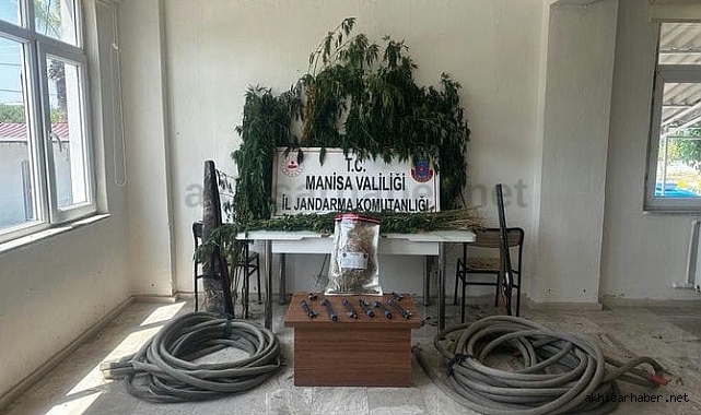 Saruhanlı’da kenevir operasyonu