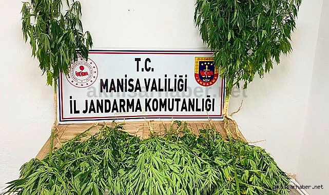 Uyuşturucu Operasyonları: Akhisar ve Salihli'de 11 Kişi Gözaltına Alındı