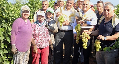 Akhisar'da Bağlarda Hasat Şenliği Havasında Devam Ediyor