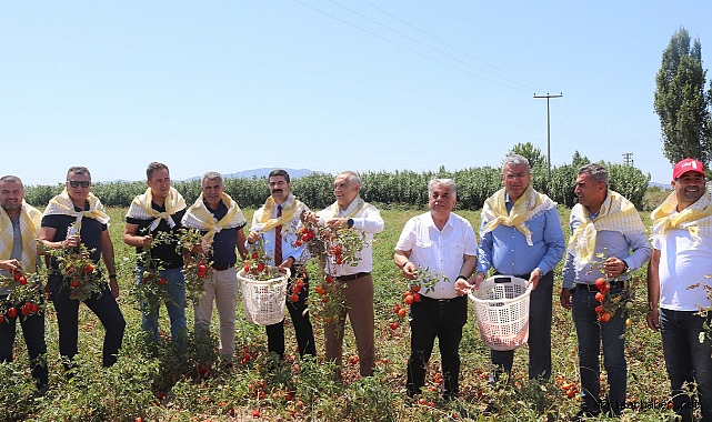 Akhisar'da domates hasadı devam ediyor