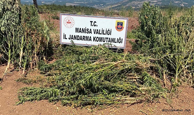 Akhisar ve Soma'da kenevir operasyonu