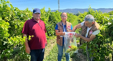 İlçe Tarımdan Hasat Öncesi Pestisit Denetimi