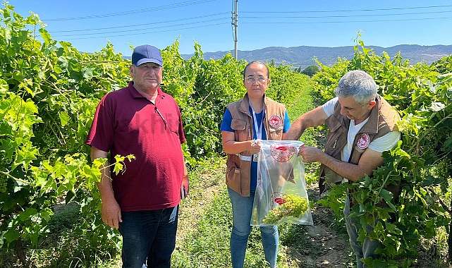 İlçe Tarımdan Hasat Öncesi Pestisit Denetimi