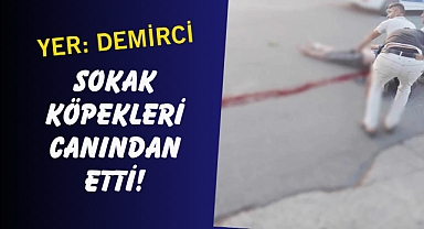 Sokak köpekleri canından etti!