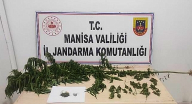 Akhisar'da jandarmadan kenevir ve esrar operasyonları