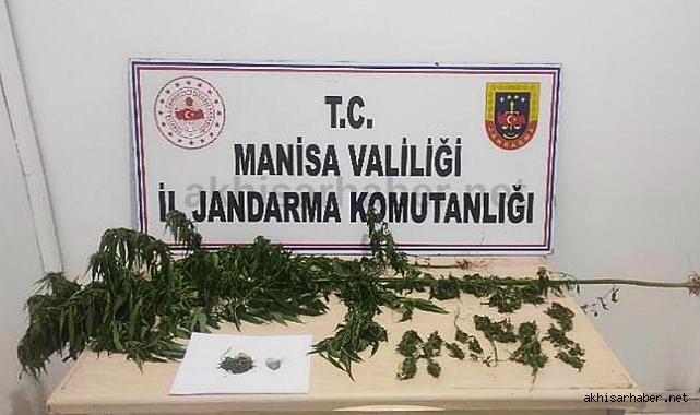 Akhisar'da jandarmadan kenevir ve esrar operasyonları
