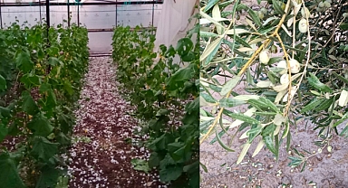 Akhisar'da Şiddetli Fırtına ve Dolu Yağışı, Çiftçilere Zarar Verdi