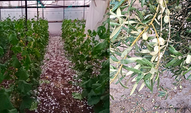 Akhisar'da Şiddetli Fırtına ve Dolu Yağışı, Çiftçilere Zarar Verdi