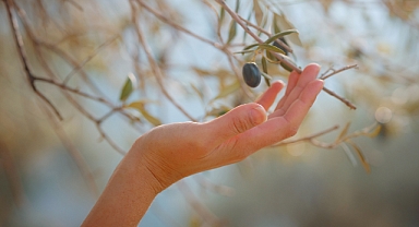 Akhisar İlçe Tarım Müdürlüğünden zeytin üreticilerine uyarı