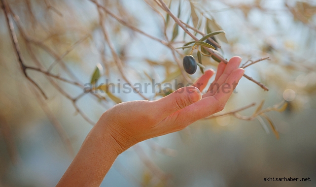 Akhisar İlçe Tarım Müdürlüğünden zeytin üreticilerine uyarı