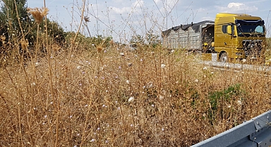 Süleymanlı'da yabanı otlar görüşü engelliyor
