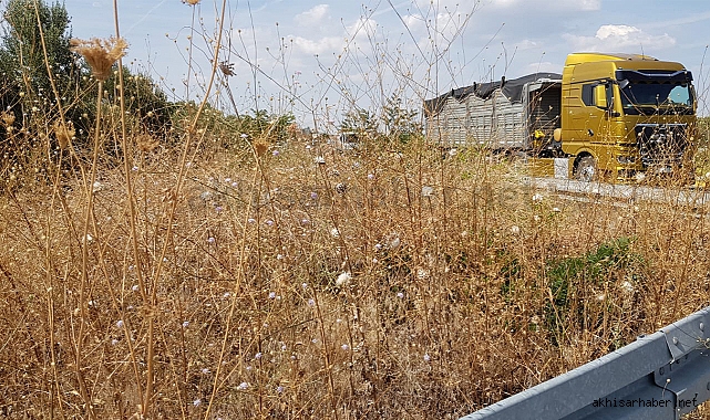 Süleymanlı'da yabanı otlar görüşü engelliyor