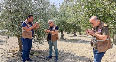 Zeytin Sineğiyle Başa Çıkmak İçin Akhisar'da Kararlı Çalışma