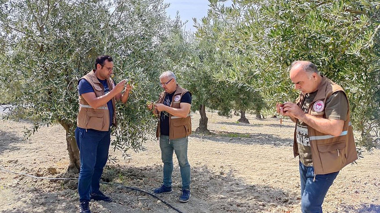 Zeytin Sineğiyle Başa Çıkmak İçin Akhisar'da Kararlı Çalışma