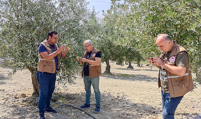 Zeytin Sineğiyle Başa Çıkmak İçin Akhisar'da Kararlı Çalışma