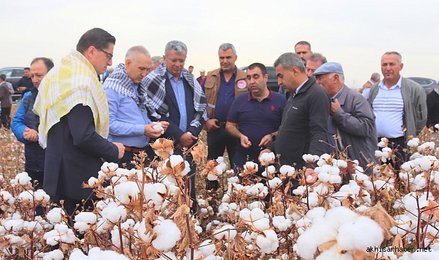 Akhisar'da beyaz altın hasadı başladı