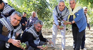 Akhisar'da Ceviz Hasadı Başladı