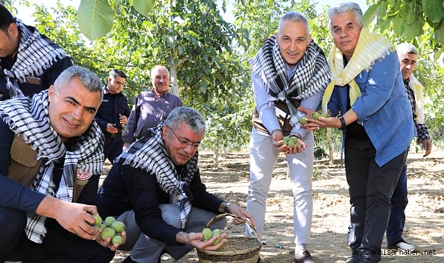 Akhisar'da Ceviz Hasadı Başladı
