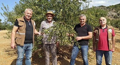 Akhisar'da domat zeytinlerde zeytin sineği zararı rastlanmadı