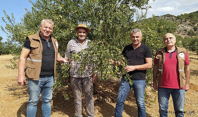 Akhisar'da domat zeytinlerde zeytin sineği zararı rastlanmadı