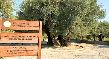 Dünyanın En Yaşlı Zeytin Ağacı Hala Meyve Veriyor